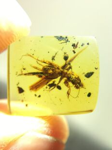 素缘缅甸天然虫珀吊坠0906琥珀带蝼蛄标本化石原矿坠子挂件