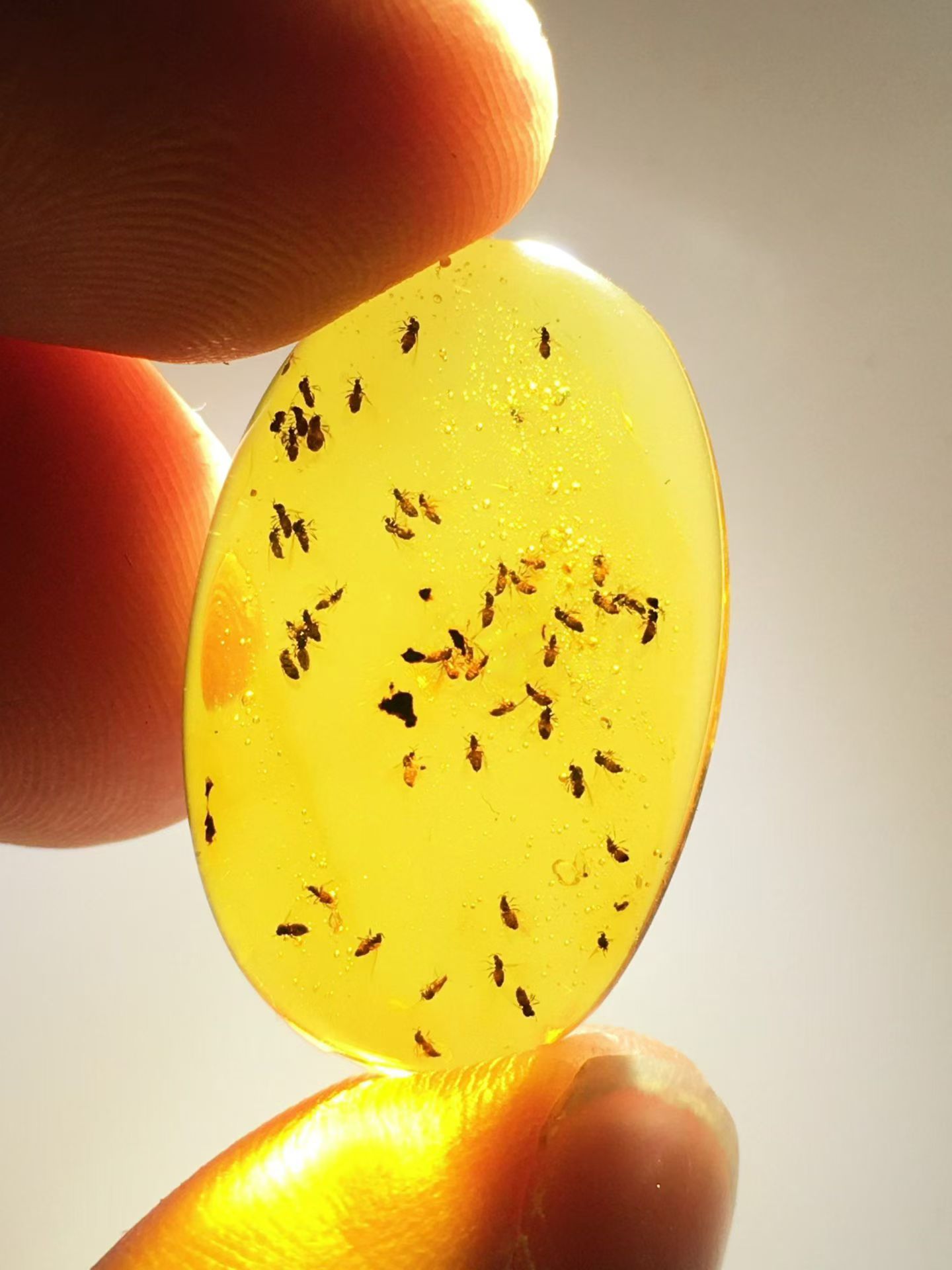 素缘缅甸天然虫珀吊坠0921琥珀带多虫标本化石原矿坠子