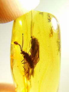 素缘缅甸天然虫珀吊坠0925琥珀带栉角石蛾标本化石原矿坠子挂件