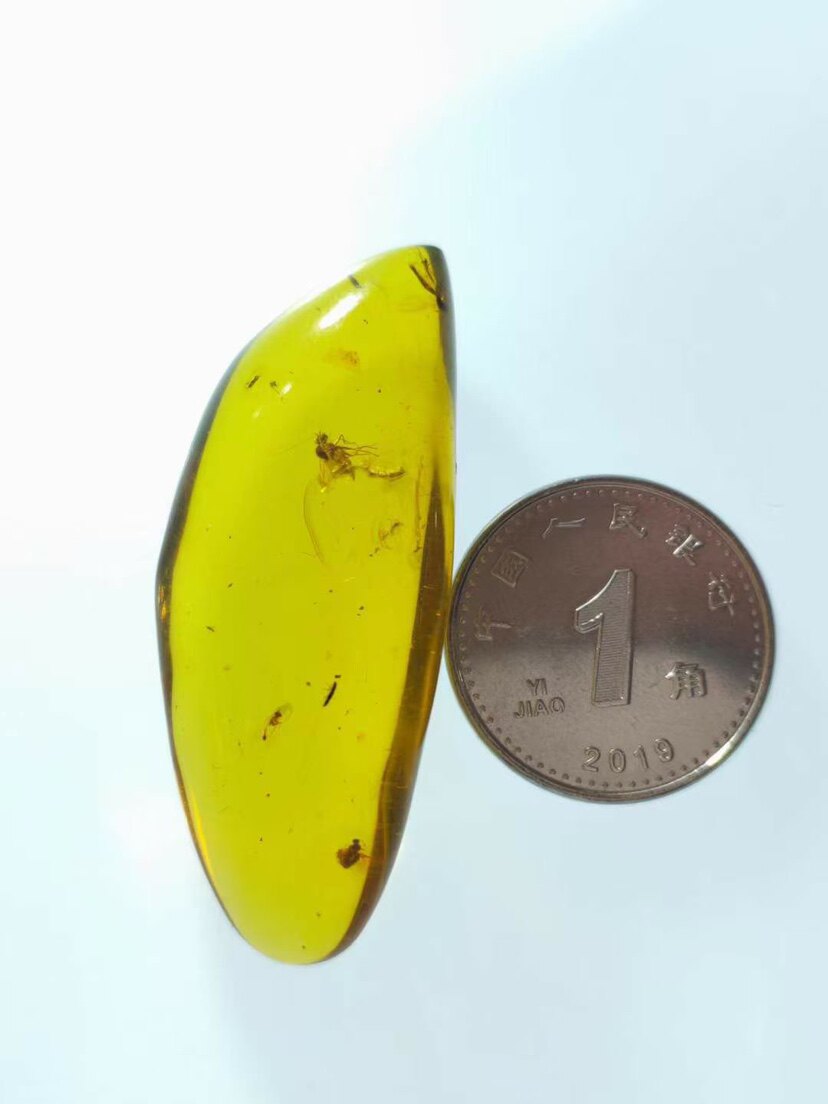 素缘缅甸天然虫珀吊坠0812 134琥珀带虻蚊子甲虫标本化石原石坠子