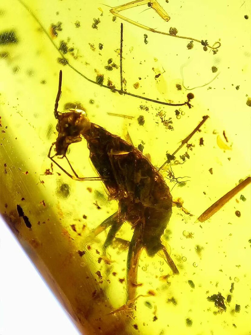 【素缘】缅甸纯天然虫珀吊坠0610 06琥珀带蜚蠊标本挂件戒面坠子