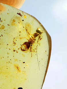 【素缘】缅甸纯天然虫珀吊坠P0415 04琥珀带植物蜉蝣蜂标本挂件