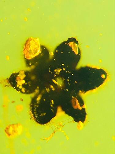 素缘缅甸天然虫珀吊坠0623琥珀带植物六瓣花标本化石原矿