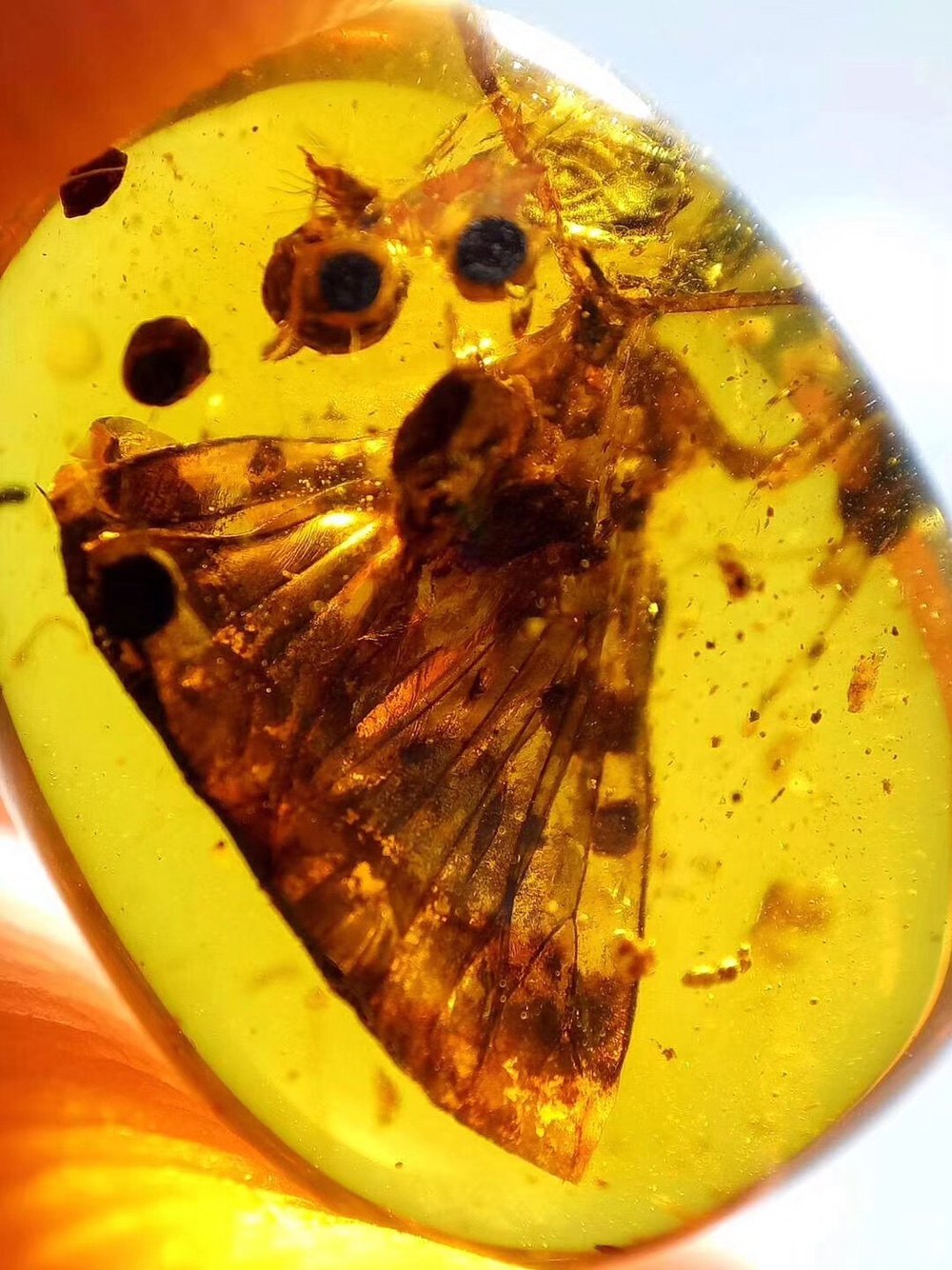 【素缘】缅甸纯天然虫珀吊坠1225 01琥珀带原始蜡蝉标本原石坠子