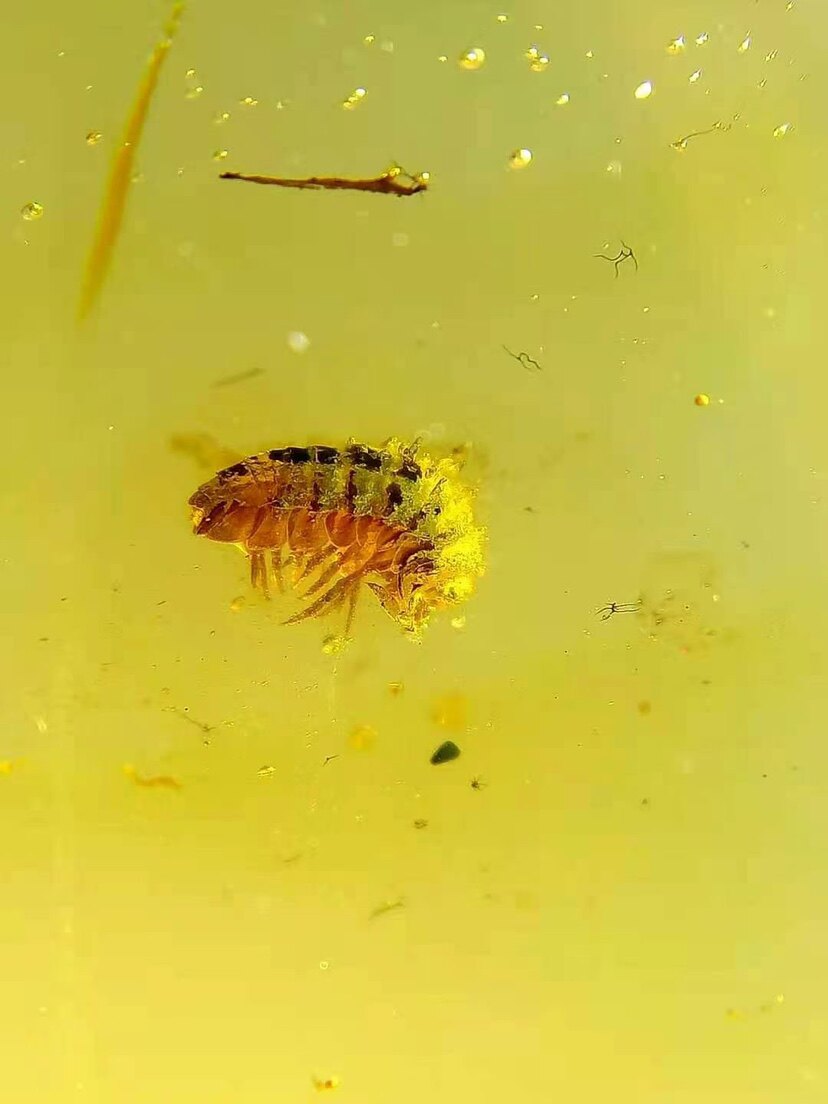 【素缘】缅甸纯天然虫珀戒指0403 11琥珀带鼠妇标本挂件戒面坠子