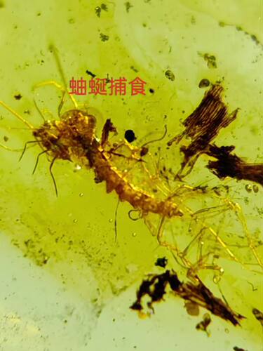 素缘缅甸天然虫珀吊坠0527琥珀带蚰蜒捕食标本化石原矿坠子