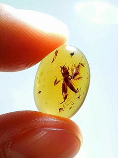 素缘缅甸天然虫珀吊坠0916 24琥珀带蝼蛄标本化石原石坠子戒面