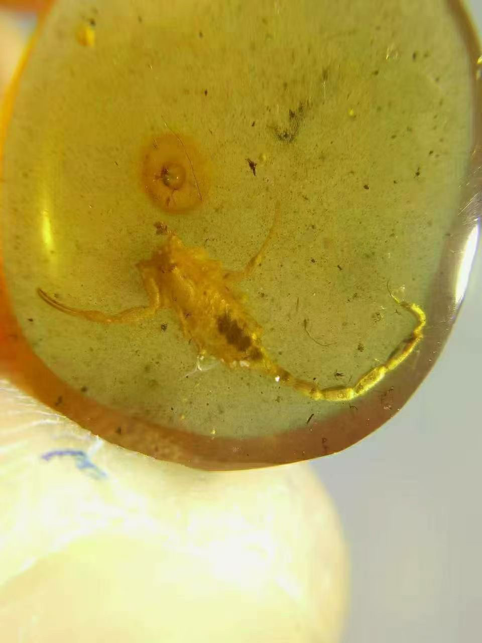 素缘缅甸天然虫珀吊坠0514 01琥珀带蝎子标本化石原矿坠子