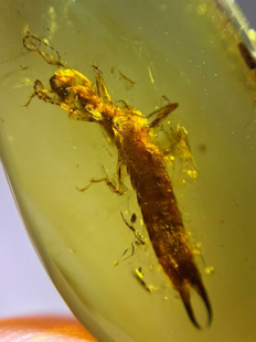 素缘缅甸天然虫珀吊坠0520琥珀带蠼螋标本化石原矿坠子挂件