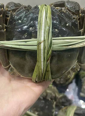 【精品九指蟹】大闸蟹残蟹断脚螃蟹残次蟹全母蟹礼盒装顺丰包邮