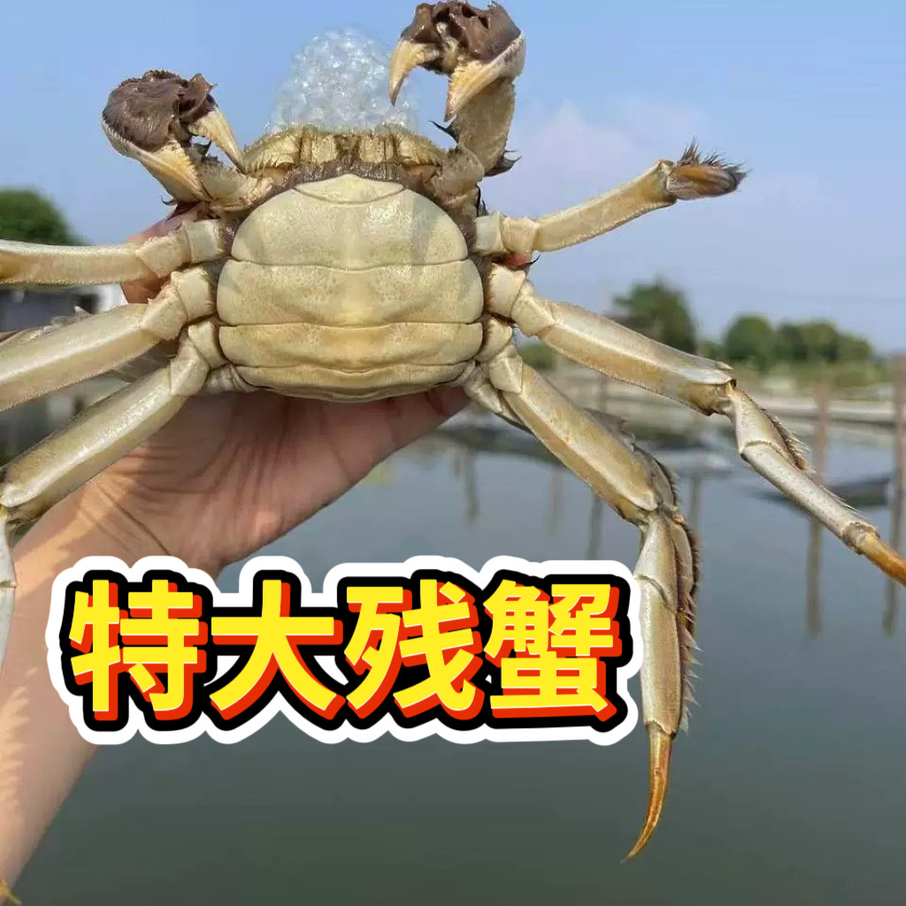 【活蟹】兴化大闸蟹断脚螃蟹特大残蟹鲜活公母蟹冷链包邮