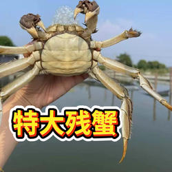 兴化大闸蟹断脚螃蟹特大残蟹鲜活公母蟹冷链包邮