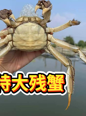 兴化大闸蟹断脚螃蟹特大残蟹鲜活公母蟹冷链包邮