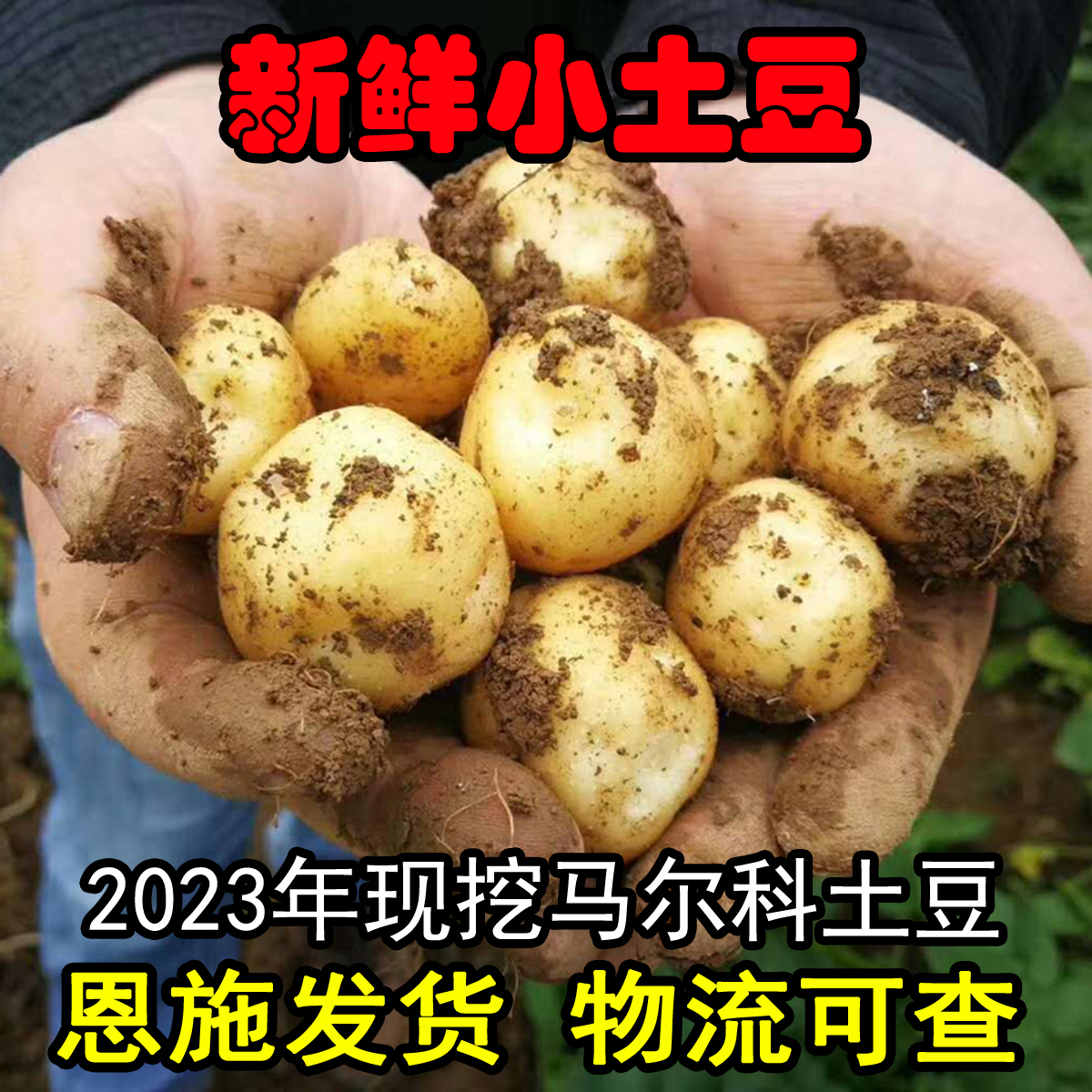 24年现挖恩施小土豆黄心洋芋迷你马铃薯高山新鲜土豆农家自种5斤-封面