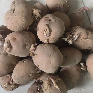 恩施小土豆高山迷你老品种土豆小子子当季蔬菜马铃薯洋芋已发芽