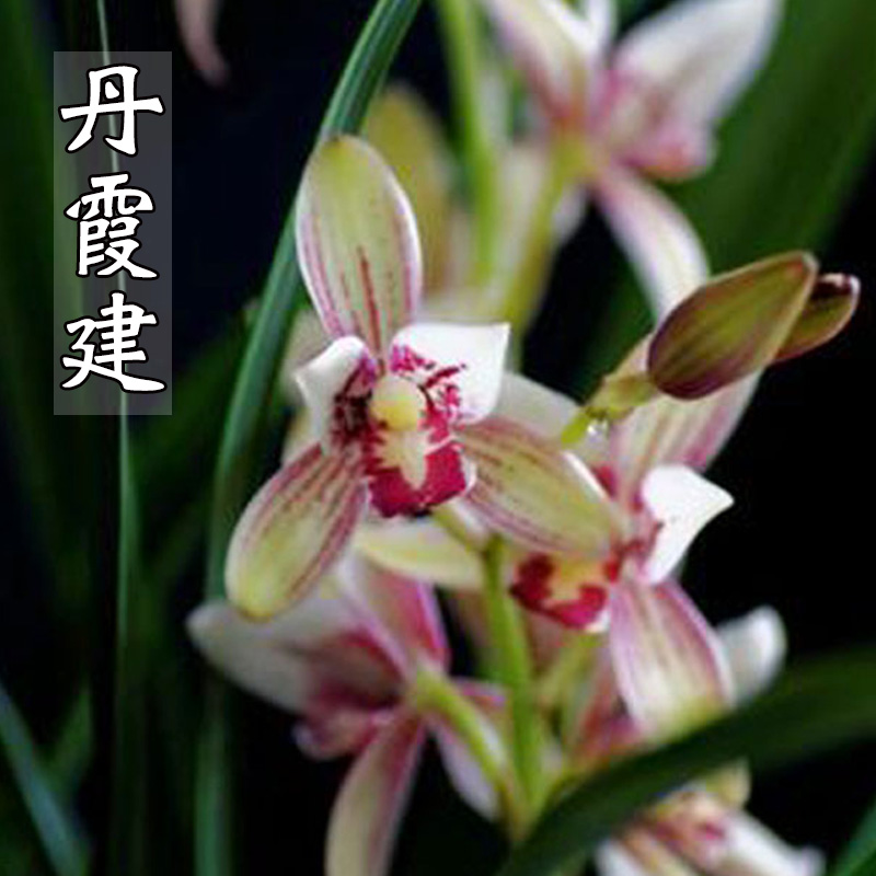 兰花苗建兰四季兰丹霞建浓香兰花不带花苞绿植物花卉盆栽客厅剑|ruв категории доставка цветов/цветок моделирования/растения садоводства, цветок/растения в горшках (новый), цветок - от Buy2taobao.com для оказания профессиональной услуги покупки агента Taobao