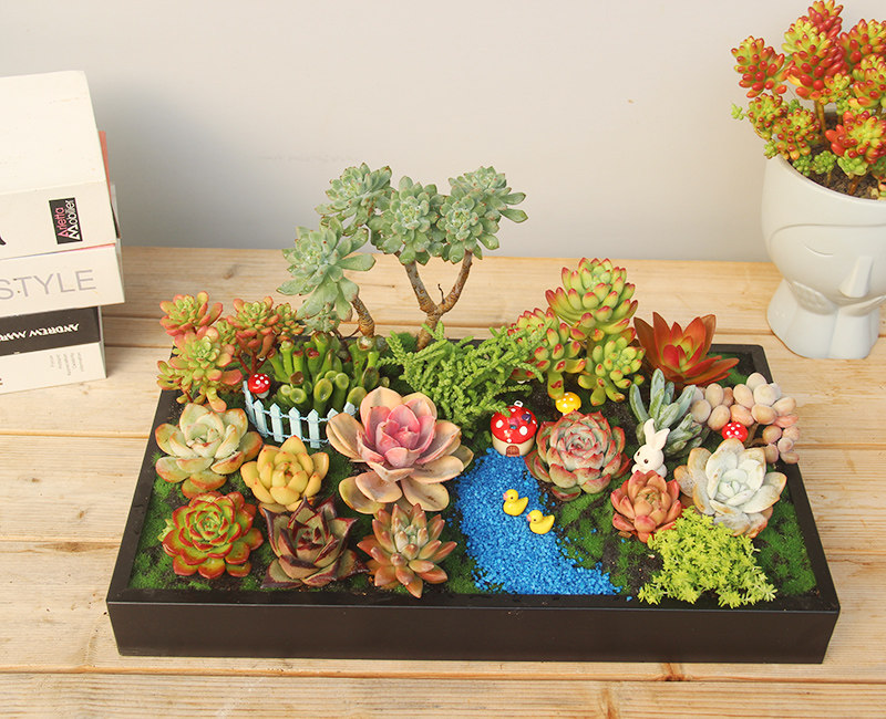 多肉组合肉肉植物盆栽个性美丽创意礼品多肉成品组合套装北京发货