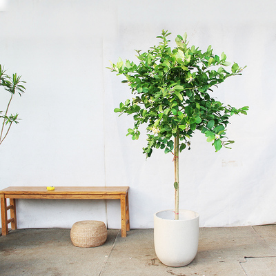 香水柠檬带果带花芳香大型盆栽树