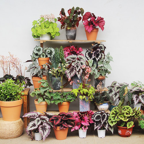 秋海棠品种齐全耐阴好养阳台