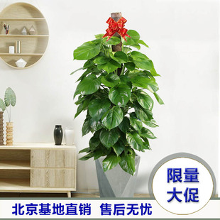 绿萝植物室内大盆栽四季 大促绿植好养花 常绿客厅办公室热卖