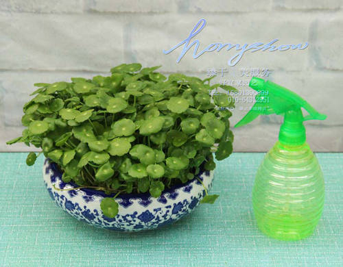 铜钱草水培水养植物花卉盆栽绿植招财植物办公室花加湿