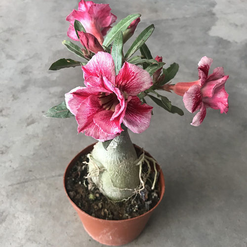 带花苞沙漠玫瑰双色花复瓣多肉植物盆栽办公室庭院花卉盆景绿植