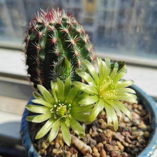 青花虾实生仙人球开花好养绿花多肉植物仙人掌盆栽办公室庭院绿植