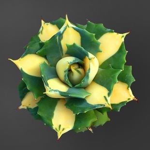 王妃雷神黄中斑白中斑龙舌兰绿植多肉植物组合盆栽防辐射自然色