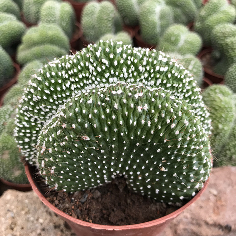 缀化大全精美白小町缀化松露玉仙人球多肉植物室内防辐射绿植盆栽