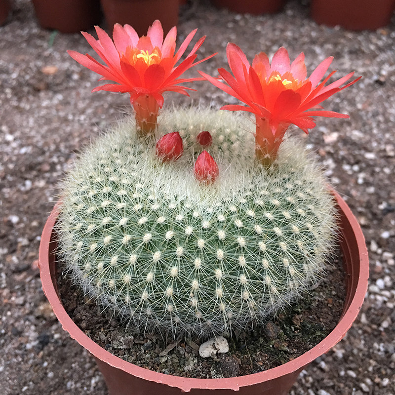 仙人球白雪光实生开红花南国玉属大花稀有品种毛茸茸易养盆栽花卉
