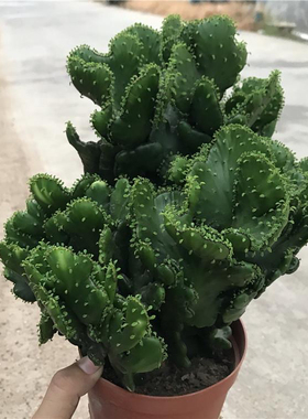 多肉植物仙人掌彭珊瑚缀化美观趣味阳台庭院绿色左右花卉盆栽包邮