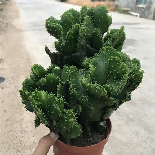 多肉植物仙人掌彭珊瑚缀化美观趣味阳台庭院绿色左右花卉盆栽包邮