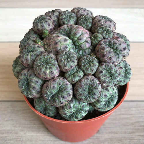 开花仙人球群生紫丽丸阳台防辐射