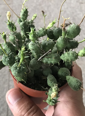 鱼鳞宝群生大戟科可爱多肉植物
