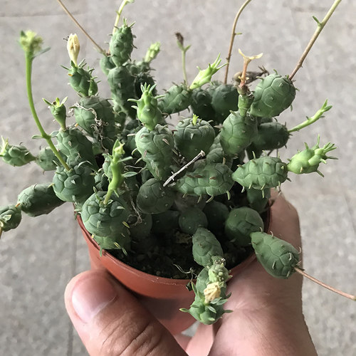 鱼鳞宝群生大戟科可爱多肉植物