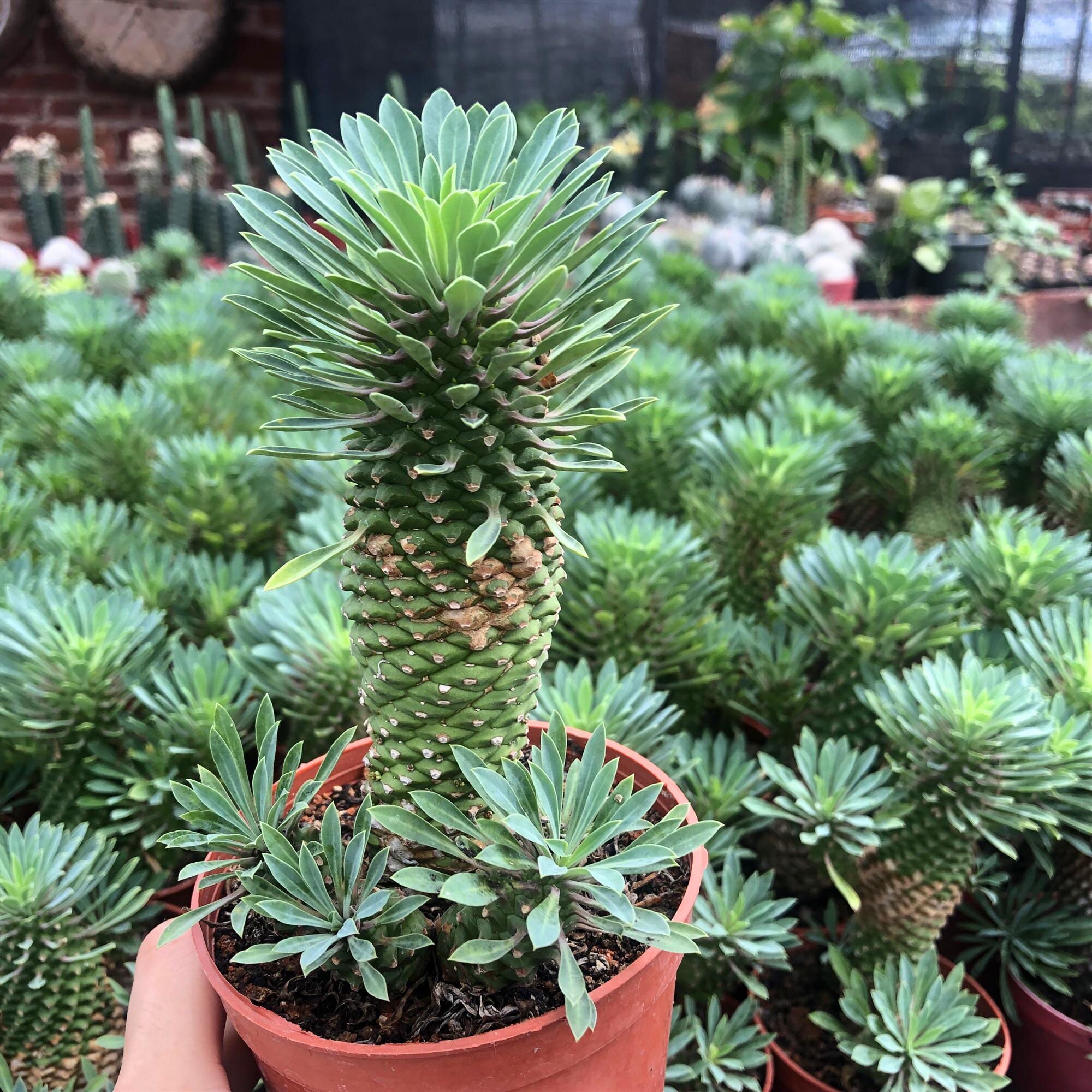 铁甲麒麟多肉植物稀有品种进口块根耐旱好养小菠萝办公室桌面绿植
