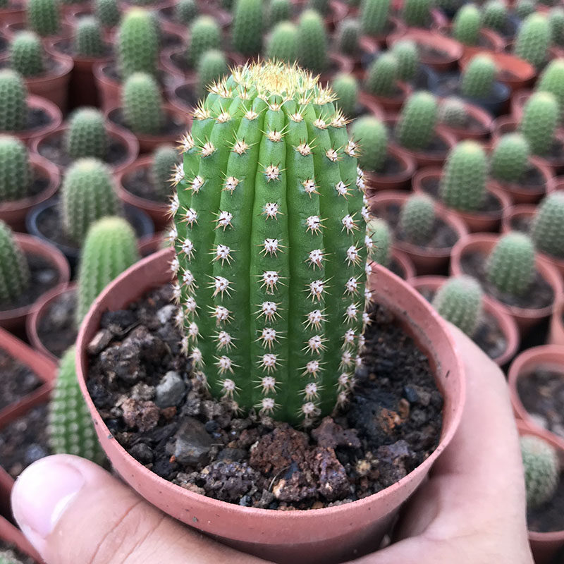 毛花柱帕帕基诺开大花20cm左右包对版自根仙人球好养室内阳台盆栽