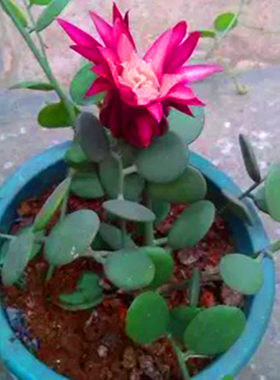 仙人球粉红花圆圆好可爱绿植盆栽