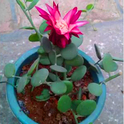 仙人球粉红花圆圆好可爱绿植盆栽