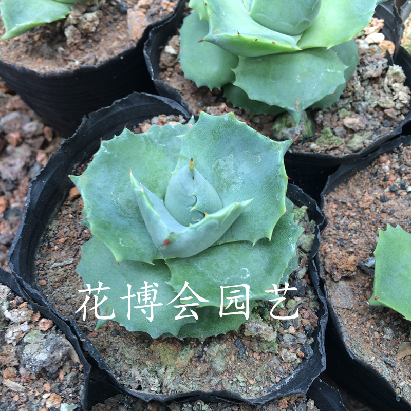 龙舌兰王妃雷神多肉植物5-7CM左右仙人球怒雷神龙雷办公室绿植