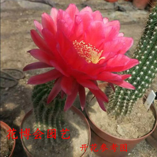 仙人球毛花柱落地仙人柱宝莲灯飞碟彩草盆栽辐射品相很好开大花