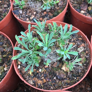 多头峨眉山块茎铁甲麒麟多肉植物小菠萝桌面办公室防辐射盆栽花卉