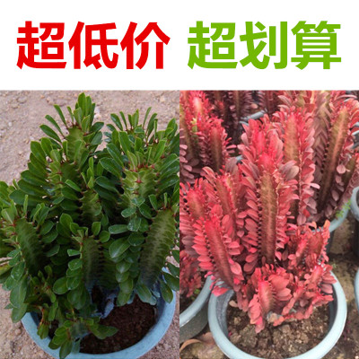 仙人防辐射花卉净化空气多肉植物