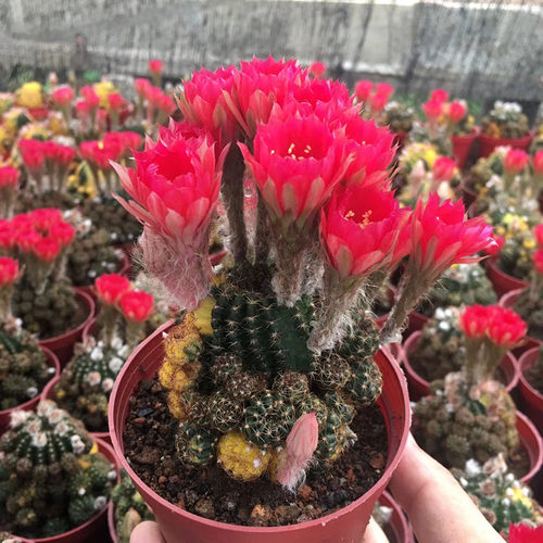 黄仙玉锦光多肉植物嫁接落地有根