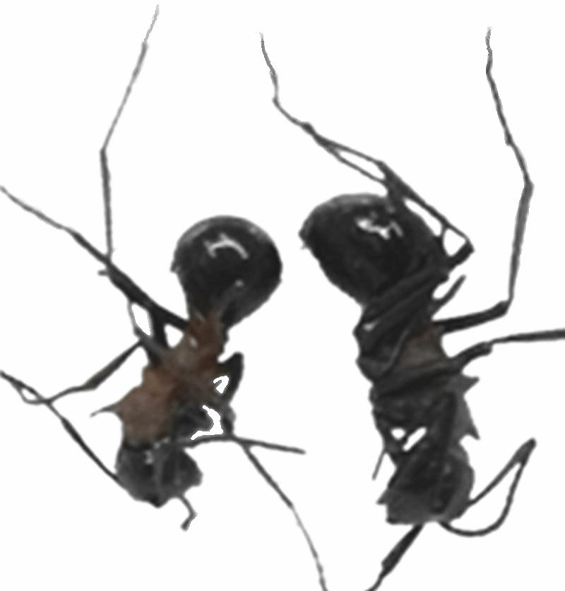 雲南特級大號黑螞蟻可粉可泡酒精品250g實體店包郵在類目 傳統滋補營養品, 藥食同源食品, 螞蟻中 - 來自Buy2taobao.com提供專業的淘寶代購服務