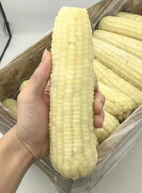 东北糯玉米棒10根整箱粘玉米大粒微甜糯香软新鲜非真空半熟苞米