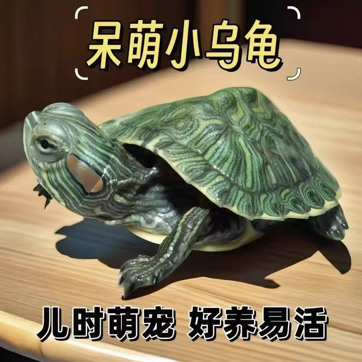 【4只一盒】3-4厘米招财巴西龟小乌龟活体萌宠物观赏家养情侣龟