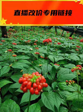 大荣子林下参干参，鲜参，残参直播下单专用链接