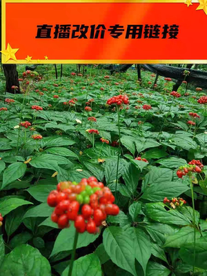 大荣子林下参干参，鲜参，残参直播下单专用链接