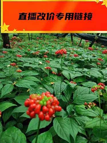 大荣子林下参干参，鲜参，残参直播下单专用链接